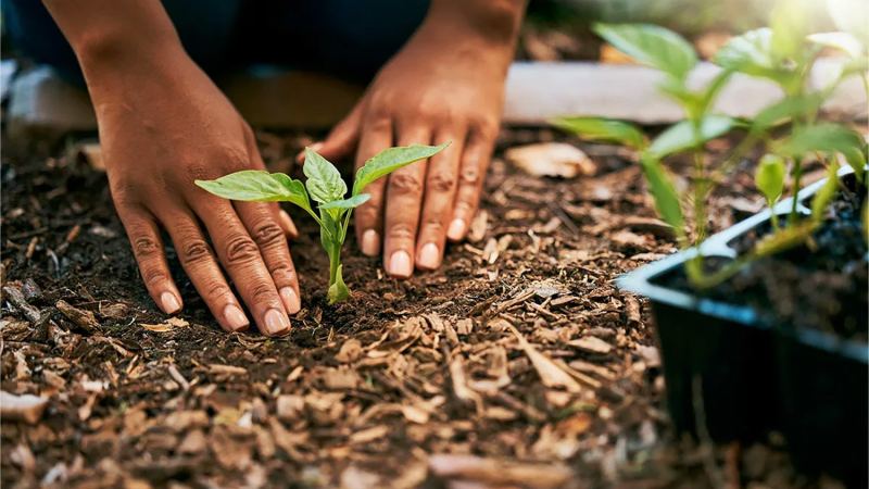 What to plant in September: Best vegetables and flowers to grow